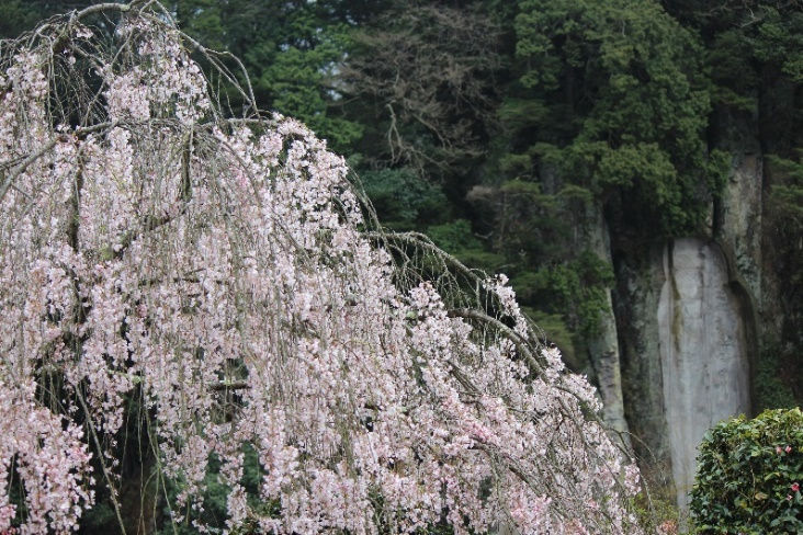 会員が撮影した大野寺枝垂桜と弥勒磨崖仏